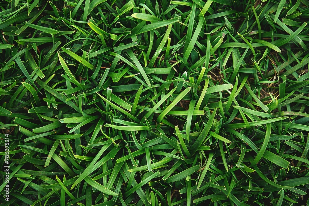 green grass texture background, top view