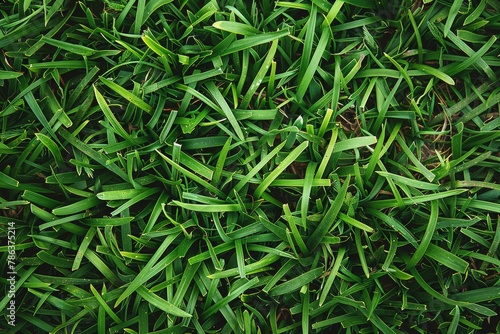 green grass texture background, top view
