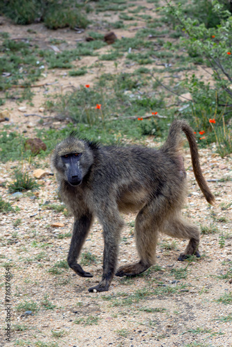 Chacma baboon in Kruger National Park  South Africa. Monkey walks and looks at camera. Safari in savannah. Animals natural habitat  wildlife  wild nature background