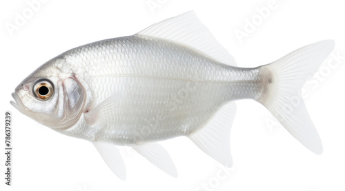 PNG Fish seafood animal white background
