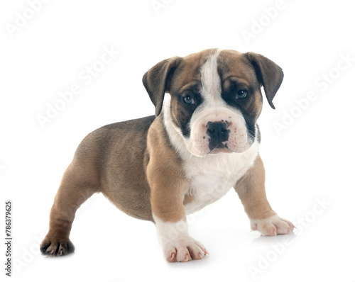 puppy american bully in studio