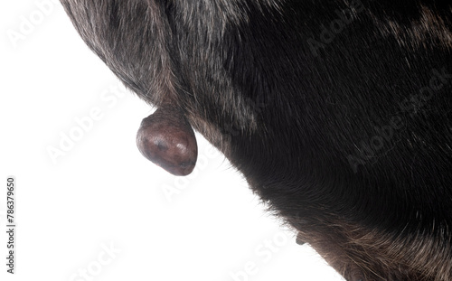 chihuahua with tumor photo