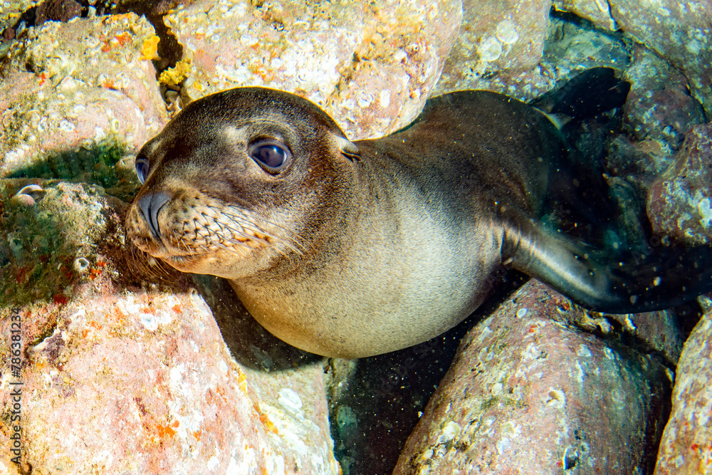 Close up portrait of a california sea lion underwater while diving Galapagos Close up portrait of a california sea lion underwater while diving Galapagos