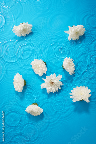 White chrysanthemum flowers in blue water with waves and circles