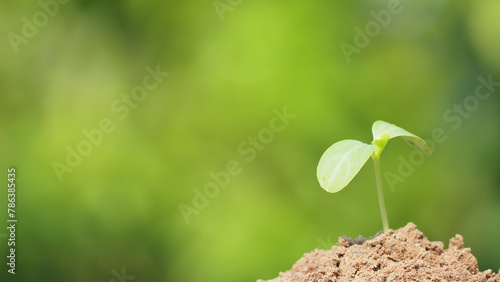 Young plant in the morning light on nature background