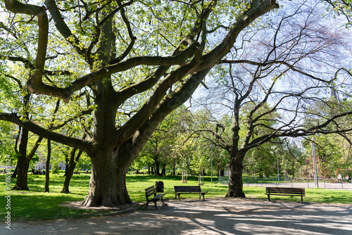 The trees in the park are of unusual width and the benches near them.  © Maryia