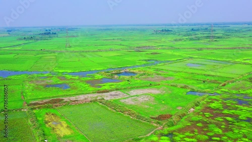 vibrant Green Cultivation field in the Village of Bangladesh Drone view photo