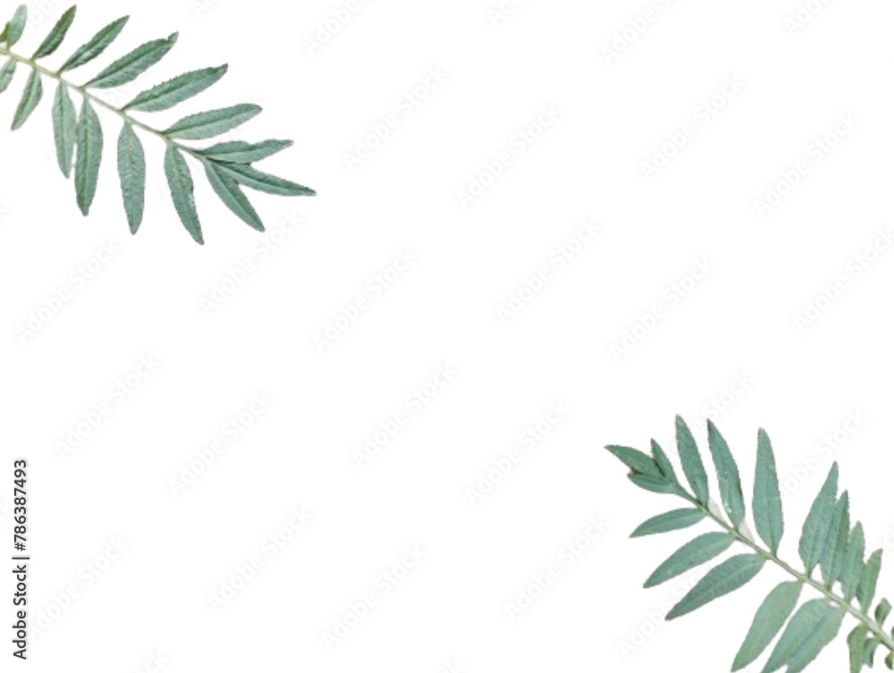 Branch of leaves Green leafy plant isolated on white background.Decorating plant branches and leaves to make cards, letters, and messages. Branch of leaves Green leafy plant isolated on white background.Decorating plant branches and leaves to make cards, letters, and messages.