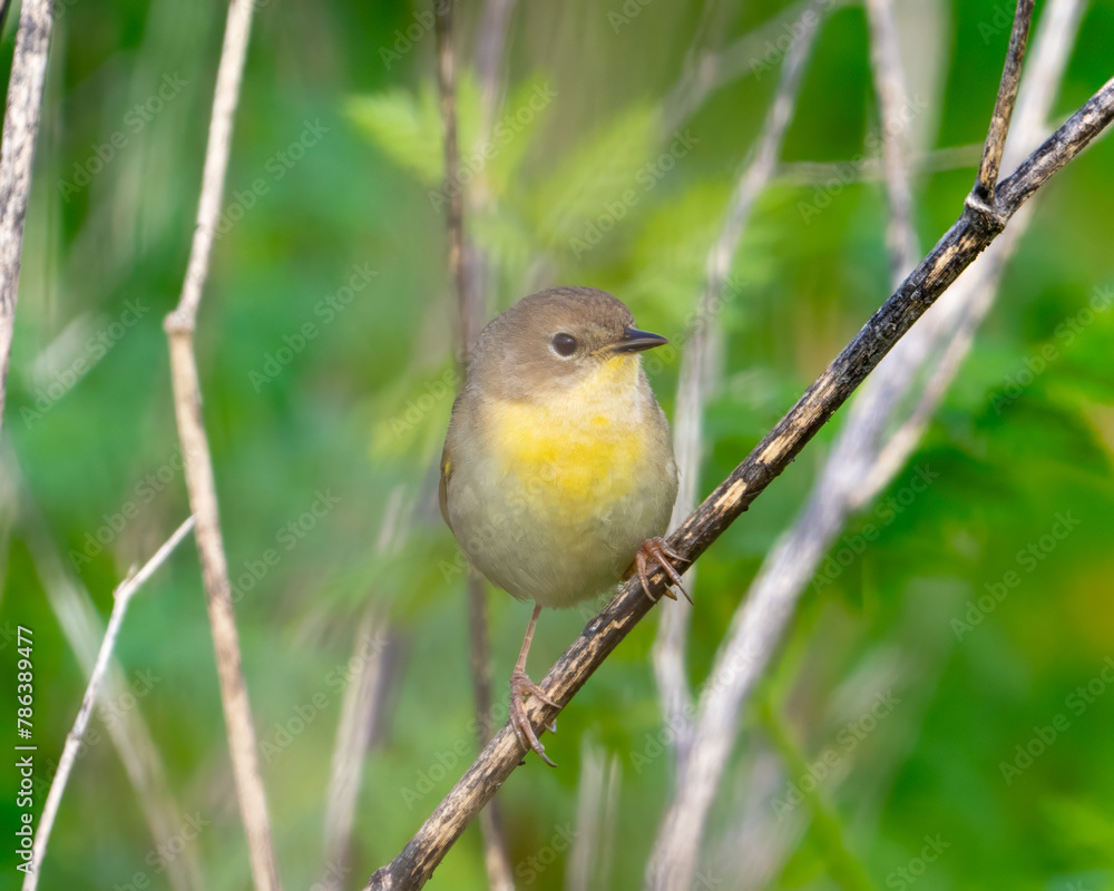 Fototapeta premium Close up of a female common yellowthroat perched on weeds.