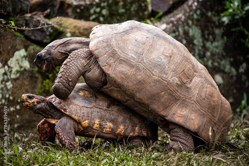 Fototapeta premium Chelonoidis chilensis (Jabuti)(Chaco tortoise)