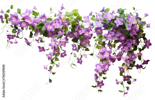 PNG Vine with flowers hanging blossom purple plant