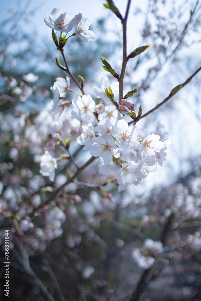 Obraz premium ソメイヨシノ