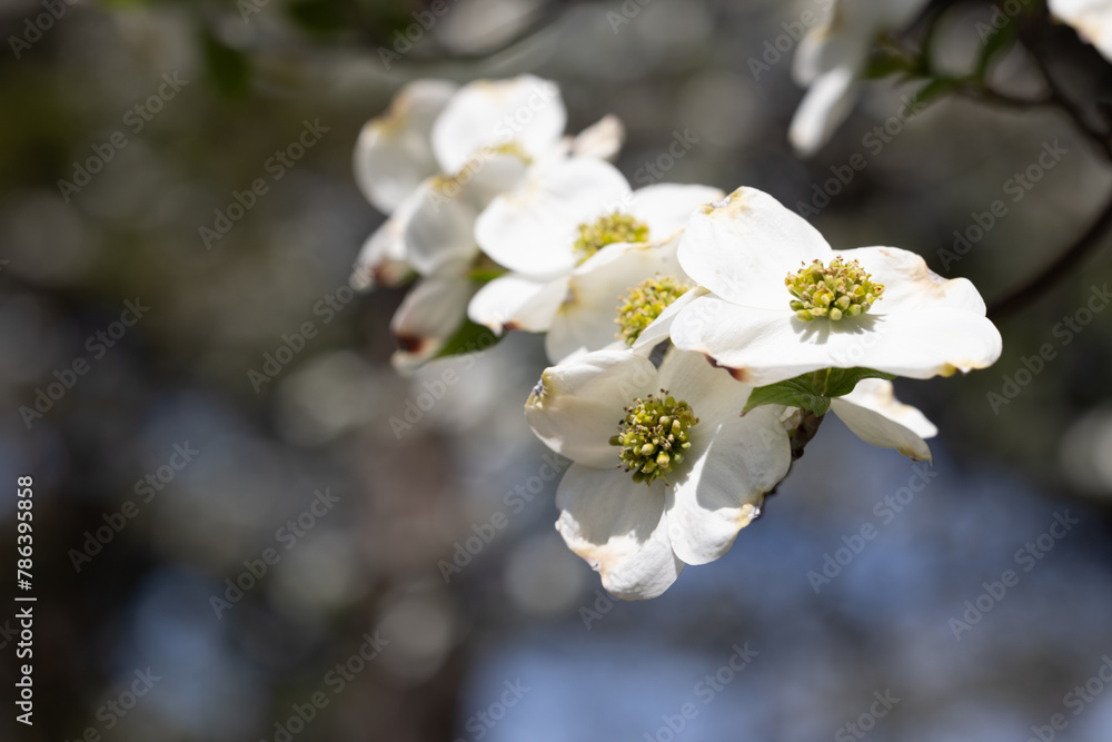 White flowers growing in a tree at tower grove park White flowers growing in a tree at tower grove park