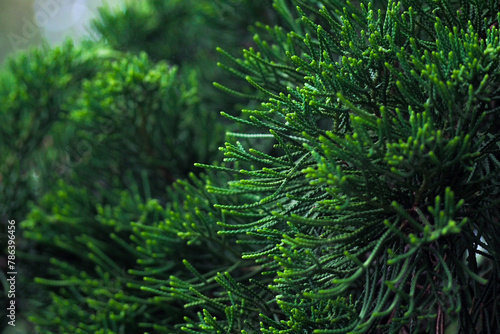 Close-up of green pine trees Christmas tree in the middle of green nature  abstract background