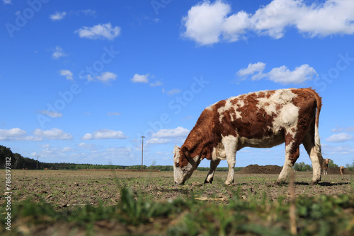 ein braun weiß geflecktes Rind auf einem Feld