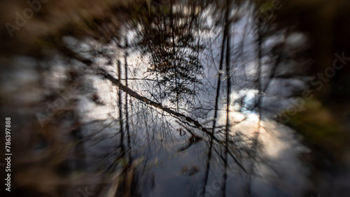 Forest landscape reflectedin water with blurred background on a sunny,spring day in Podlasie.