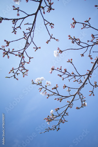 ソメイヨシノと空