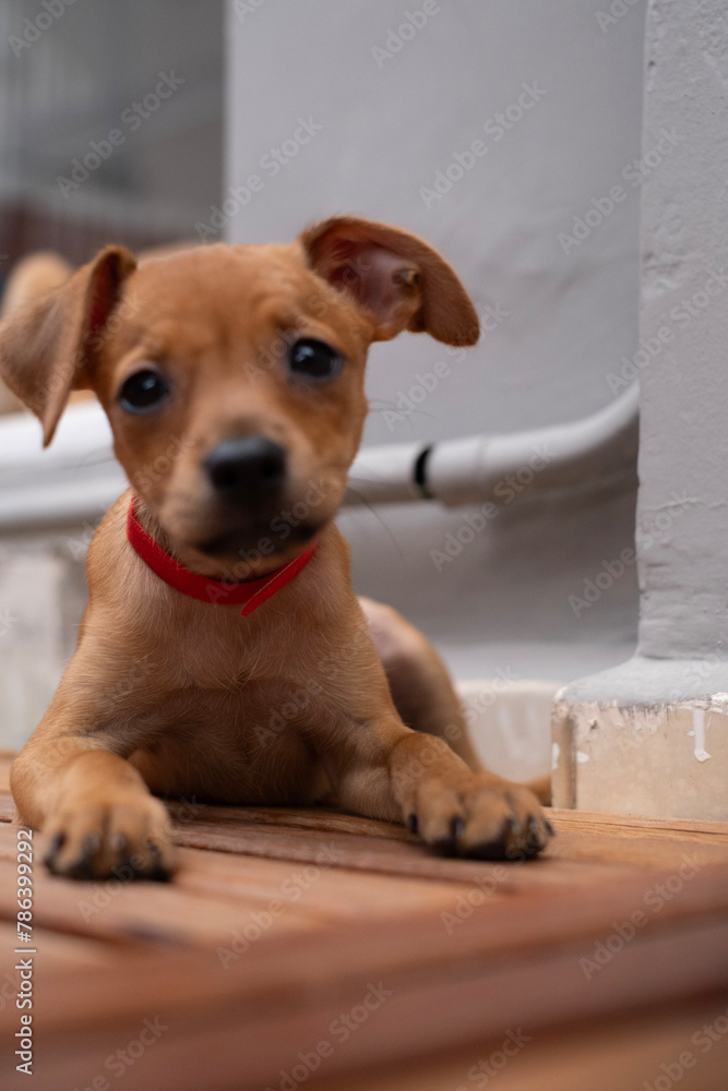 Tiny Caramel Puppy with Red Collar