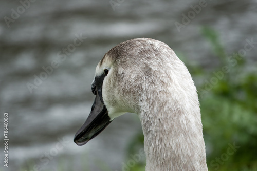 close up portrait of a young mute swan cygnet cygnus olor
