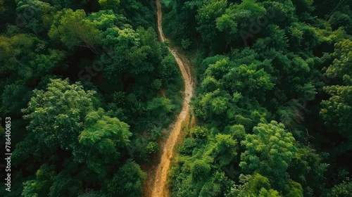 Scenic aerial view of a winding trekking path in a forest. Trekking path in the forest from above  drone view. Aerial top view of a trail in the middle of a forest. Aerial view of footpath in forest