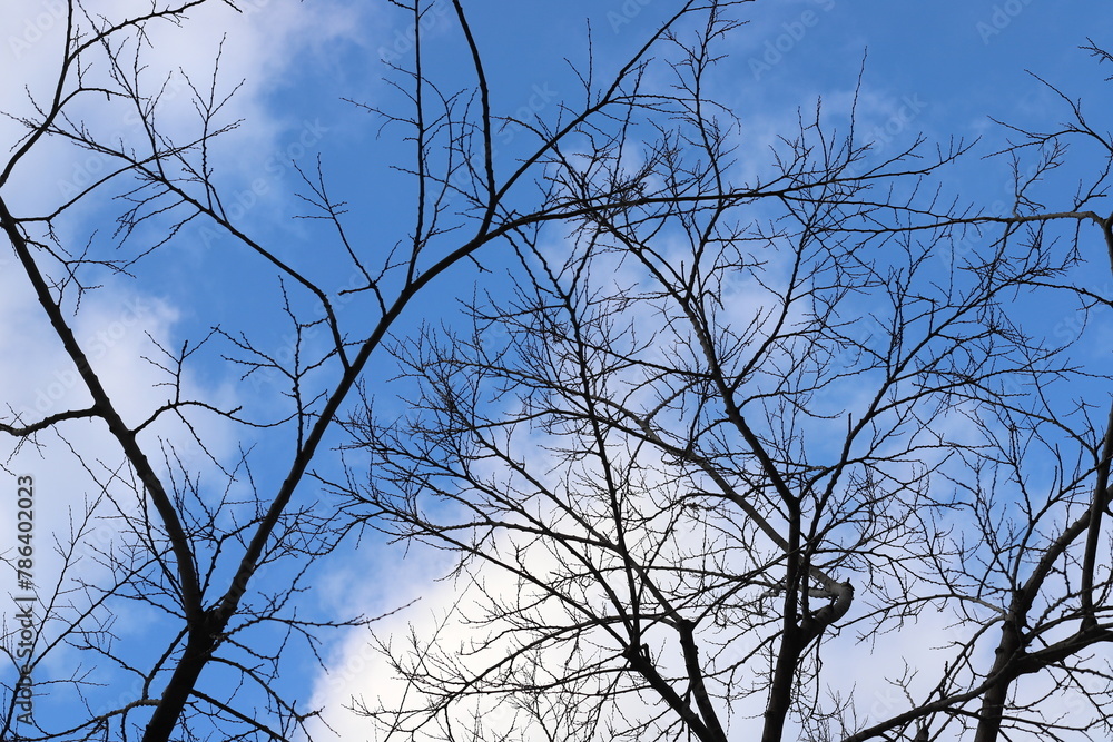 Branch of a tall tree against a background of blue sky.