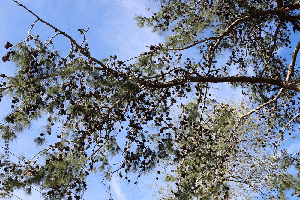 Branch of a tall tree against a background of blue sky. Branch of a tall tree against a background of blue sky.