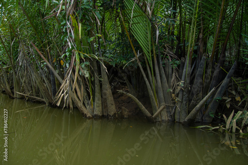 Tropischer Fluss im Dschungel