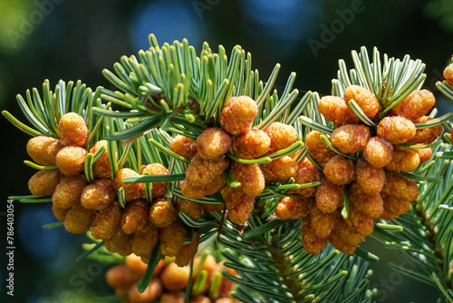 Nordmann Fir - Abies nordmanniana - with orange red staminate cone on branches. photo