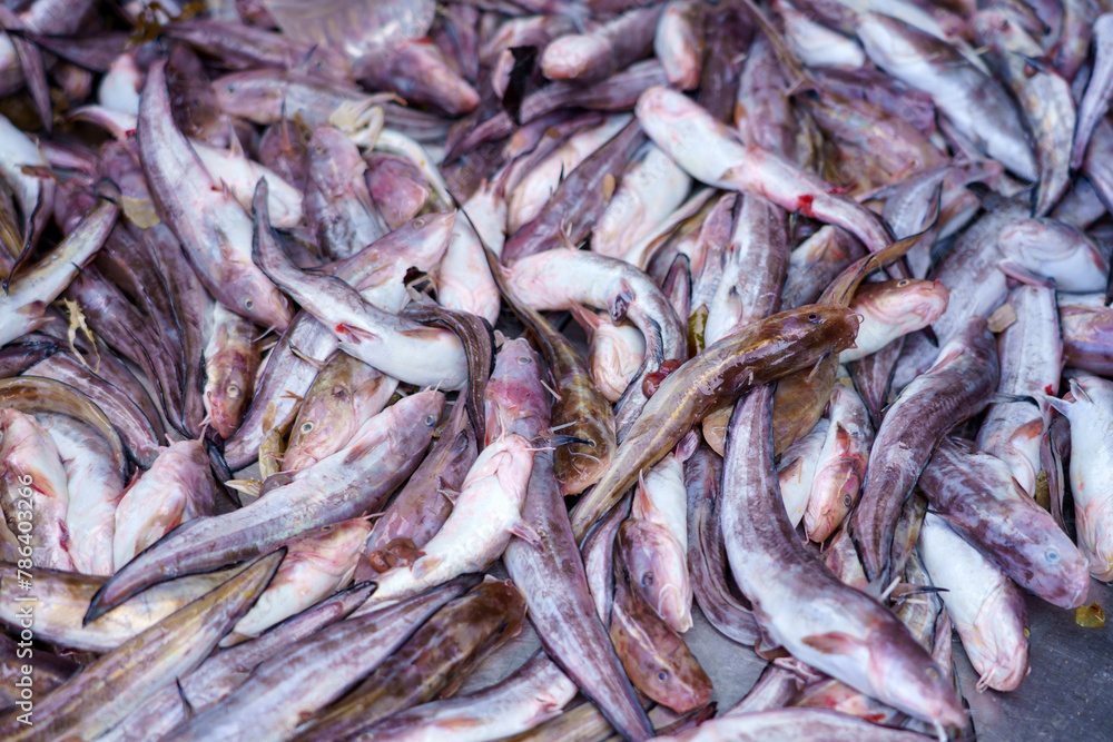 Fish or catfish in the fish market