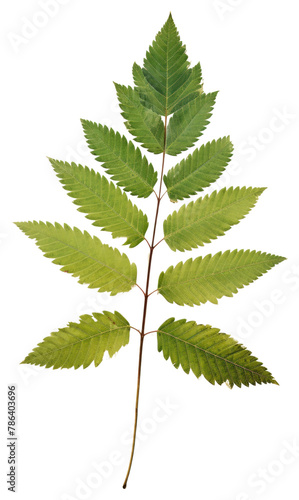 PNG  Real Pressed a rowan leaf green herbs plant paper.