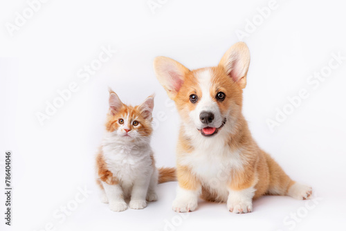 Cute  Welsh corgi puppy and a red kitten sit together on a white background. isolated on a white background