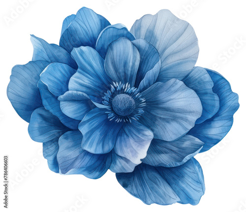 PNG Botanical illustration Blue flower blossom anemone.
