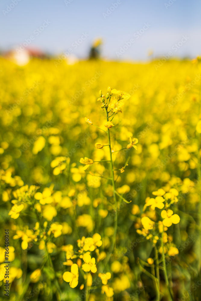 Coltura di brassica napus su un terreno agricolo in primavera Coltura di brassica napus su un terreno agricolo in primavera