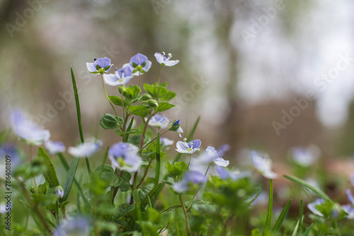 tiny blue blossoms of a slender speedwell