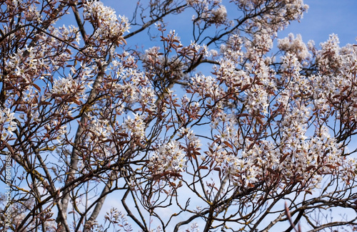 the flowering twigs of a juneberry bush