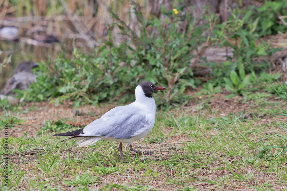 Fototapeta premium 春のユリカモメ
