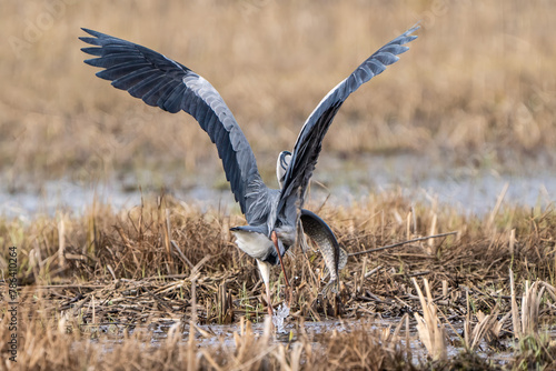 Grey heron catching huge fish