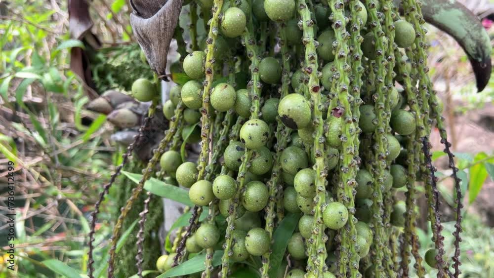 Video „Closeup of Hanging Fish Tail of Palm tree, Botanical Name ...