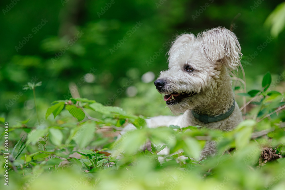 Cute pumi dog enjoying outdoors to the fullest. Cute pumi dog enjoying outdoors to the fullest.