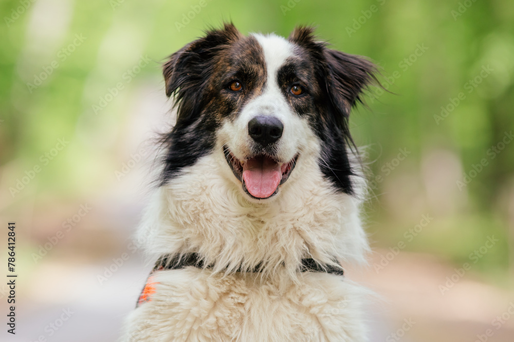 Shepherd dog in a forest having fun. Shepherd dog in a forest having fun.