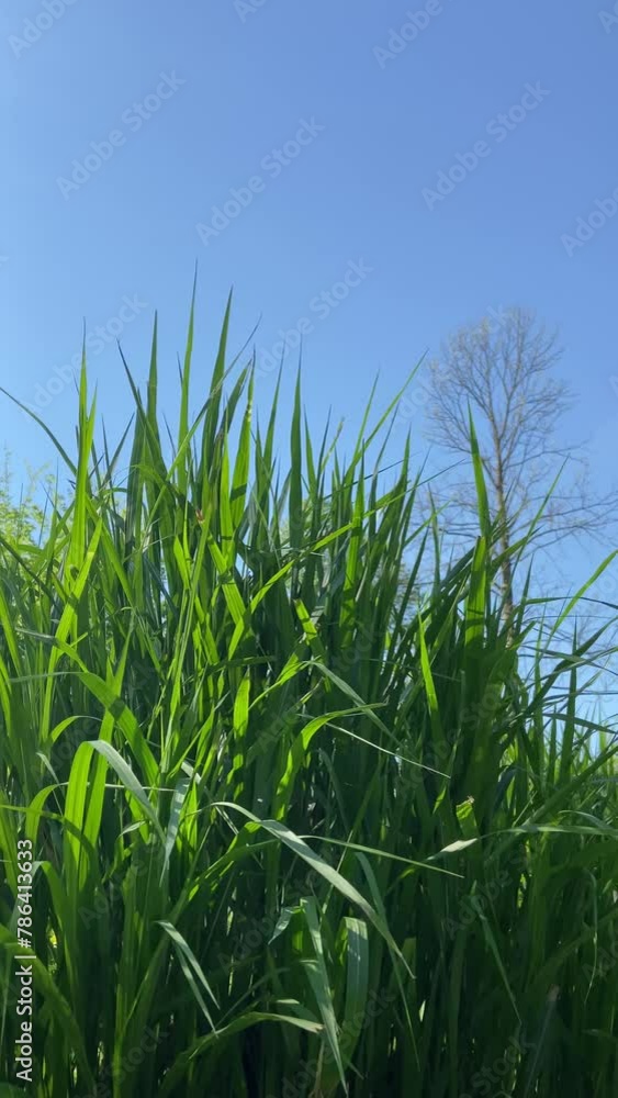 Green spring grass and blue sky. Vertical video. Green spring grass and blue sky. Vertical video.