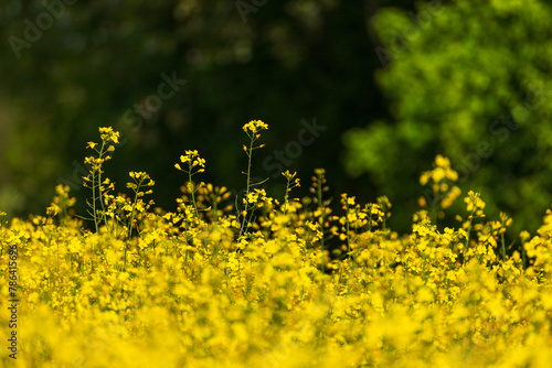 Coltura di brassica napus su un terreno agricolo in primavera photo