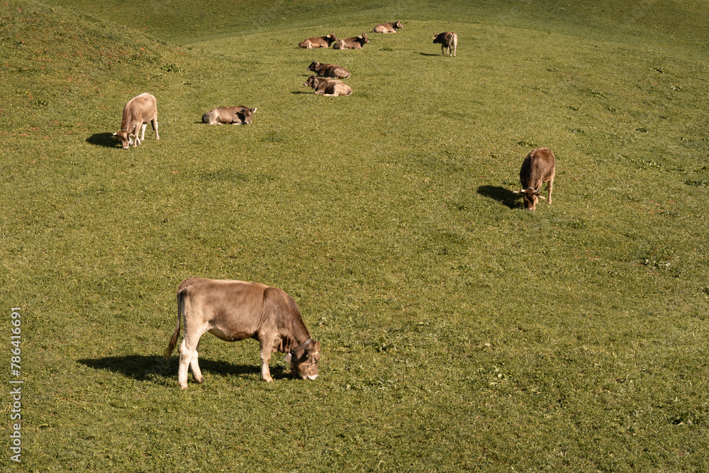 Swiss Brown cows on a pasture in Switzerland. Iconic Alpine cattle