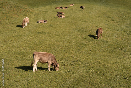 Obraz na płótnie Swiss Brown cows on a pasture in Switzerland. Iconic Alpine cattle w salonie