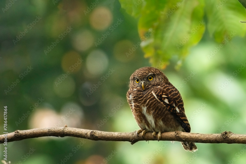 Spotted owlet (Athene brama) sitting on a branch, looking at camera with curiosity, Spotted owlet (Athene brama) sitting on a branch, looking at camera with curiosity,