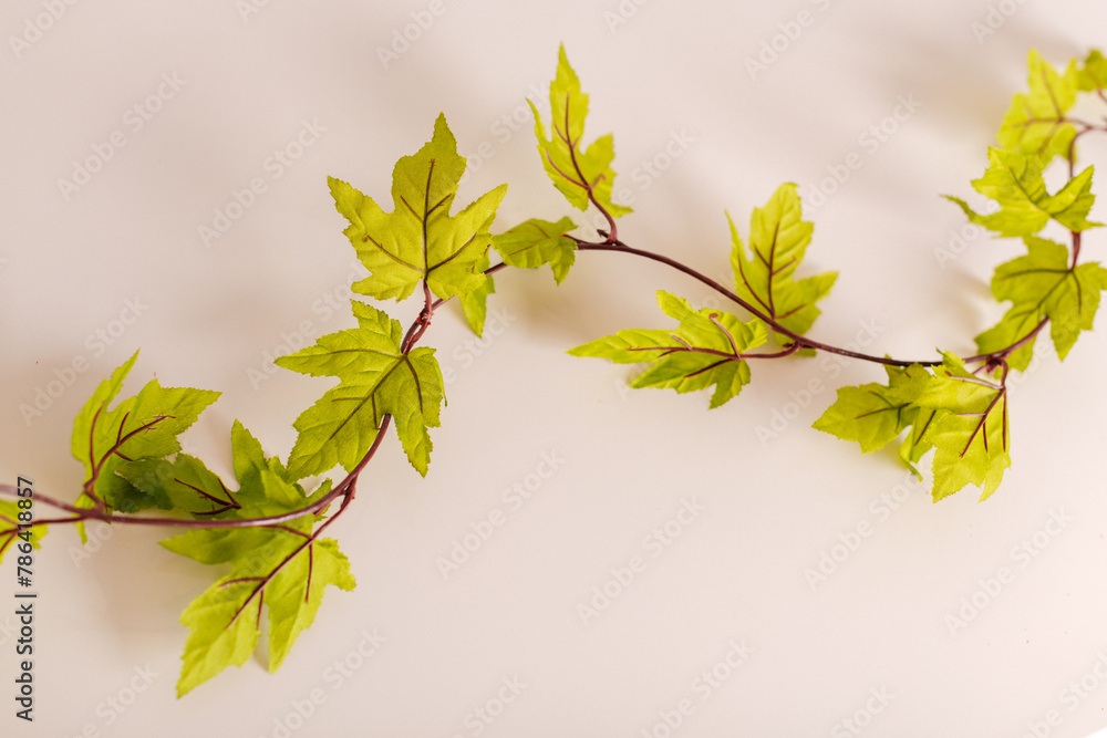 A fresh green artificial vine with detailed leaves on a clean white background. A fresh green artificial vine with detailed leaves on a clean white background.