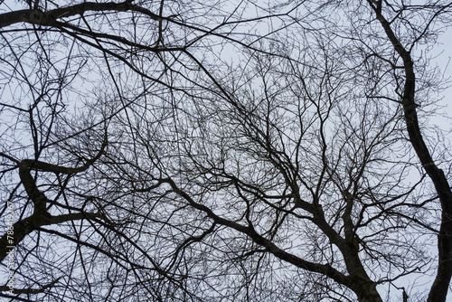 tree branches without leaves against the blue sky, bottom view.