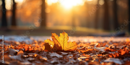 Autumnal Glow: Radiant Sunlight Peering Through Forest on Fallen Leaf