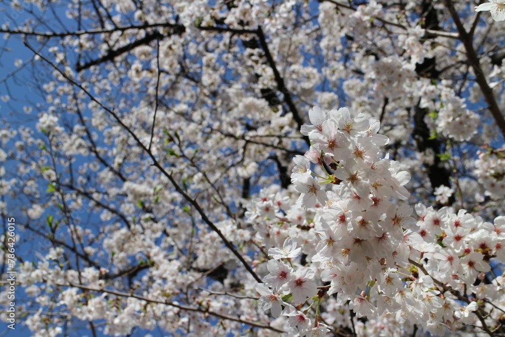White cherry blossoms (Somei Yoshino) and blue sky at Chidorigafuchi Moat in Tokyo, Japan White cherry blossoms (Somei Yoshino) and blue sky at Chidorigafuchi Moat in Tokyo, Japan