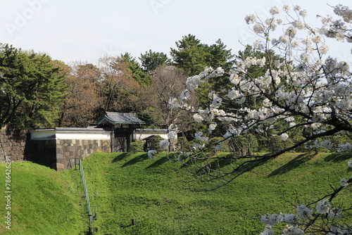Cherry blossoms and Hanzo Gate of Edo Castle in Tokyo, Japan photo